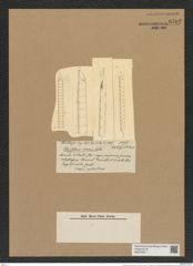 Rhizosolenia inermis Castr. (de-Toni-Nr.: Genus 114, Species 3312) Zeichnungen Sammlung Grunow Nr. 6702 (NHMW-BOT-W0375504)